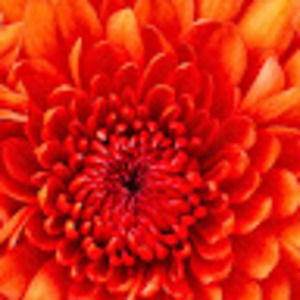 Meet your Posher, Addison